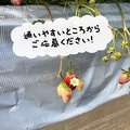 ほんつま 町田/相模原店(FG系列)