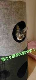本庄人妻城