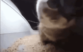 明日にときめけ！にゃんにゃん学園in千葉