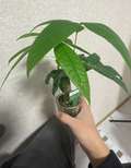 ティアナ大宮
