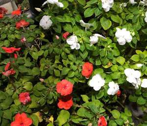 若奥サマンサ（横浜ハレ系）