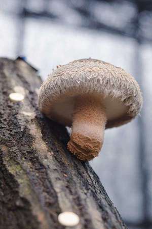 可憐な妻たち 太田店